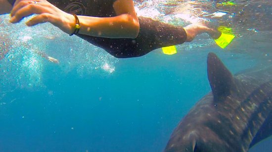 Isla Mujeres Whale Shark Tours by Searious Diving