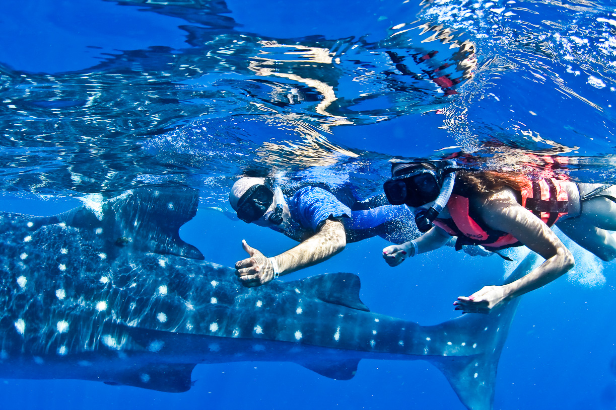 Whale Shark Experience by Cancun Adventures