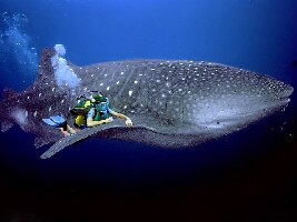 Donsol Whale Shark Interaction