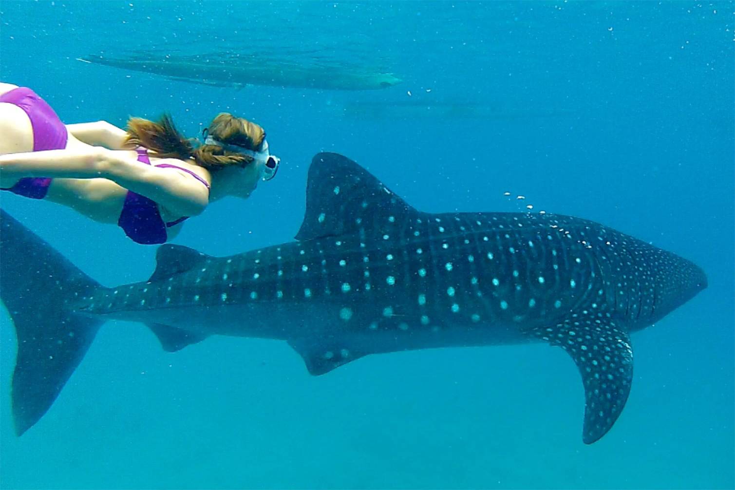 Oslob Whale Shark Watching