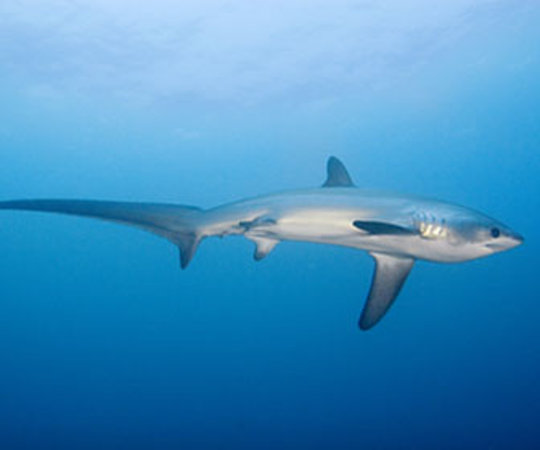 Thresher Shark Divers