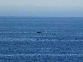 Wild Whales Vancouver