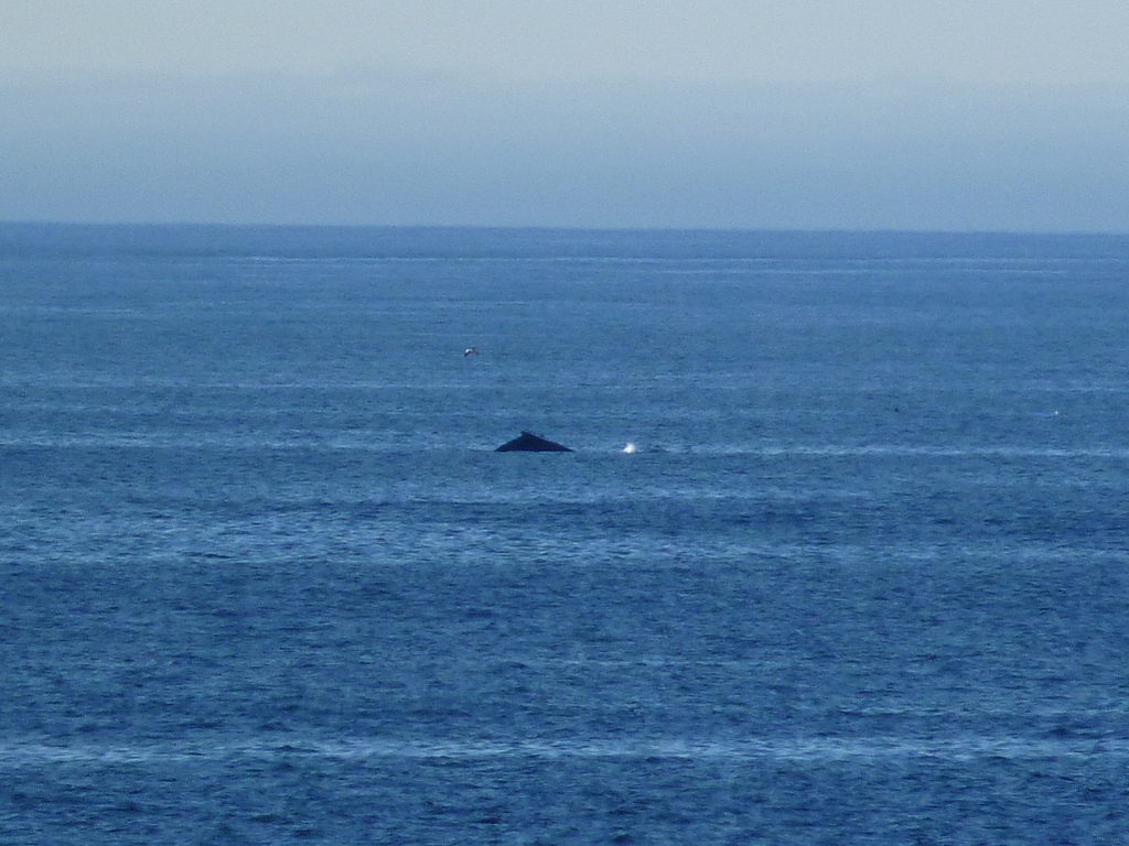 Wild Whales Vancouver