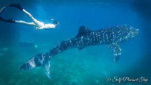George Whale Shark Watching and Tours
