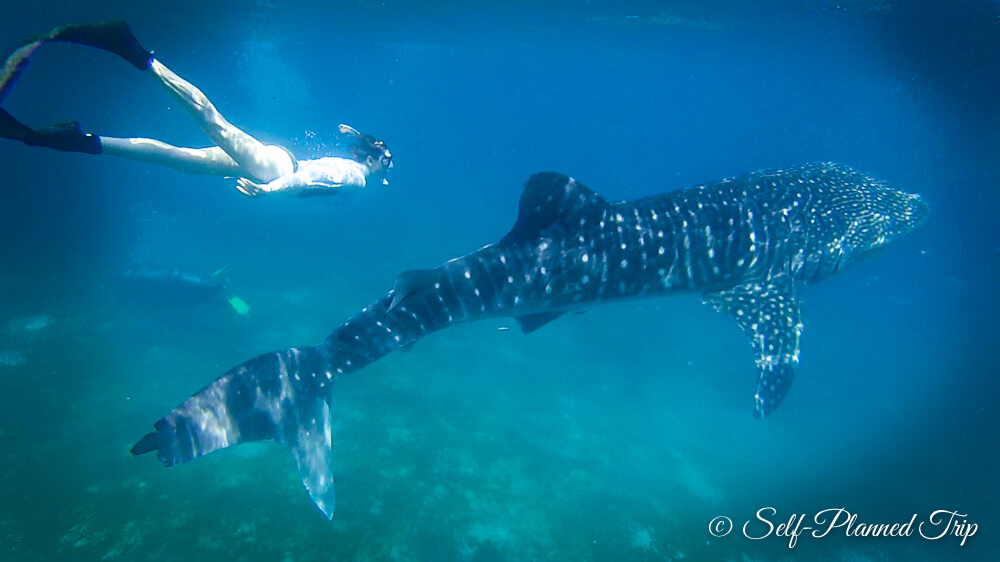 George Whale Shark Watching and Tours