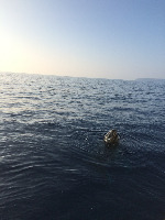 Pacific Whale Foundation
