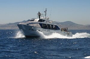 FIRMM Whale Watching
