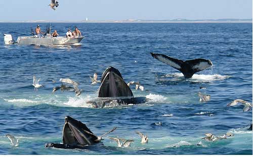 Whale Watching Club