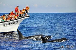 Whale Watching-Whale Watching Tour