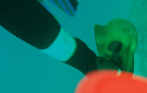 Roatan Shark Dive