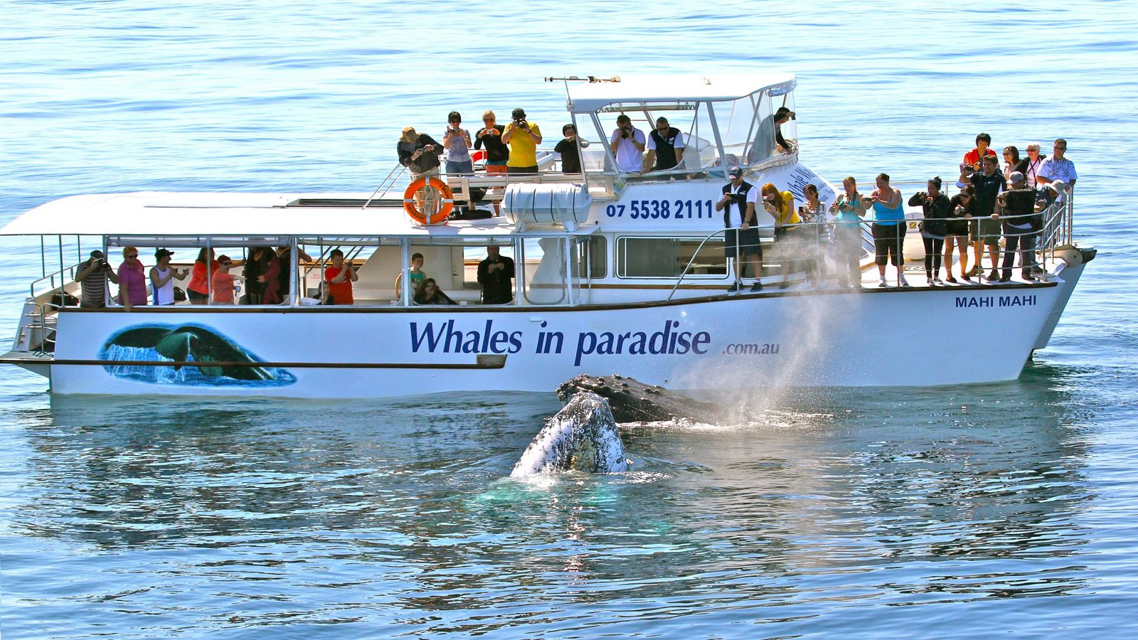 Whales in Paradise - Gold Coast Whale Watching Pty Ltd