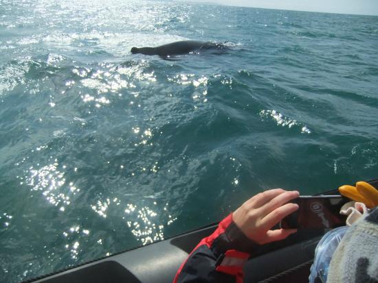 Whale Safari Iceland