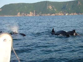 Oshan Whale Watch