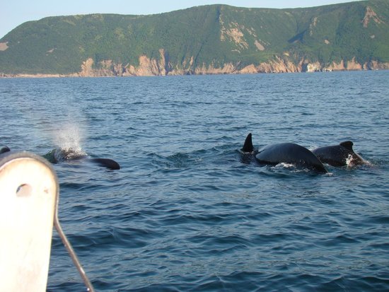 Oshan Whale Watch
