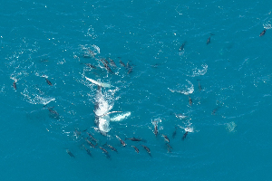Wings Over Whales