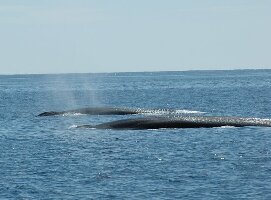 Whale Watch West Cork
