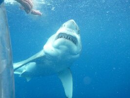 Calypso Star Charters - Shark Cage Diving