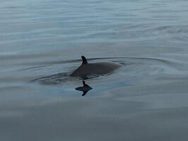Whitby Whale Watching