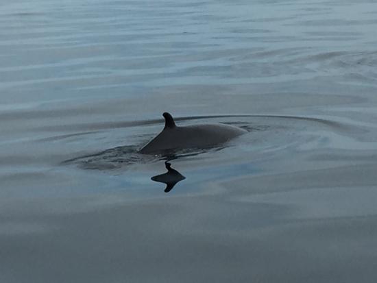 Whitby Whale Watching