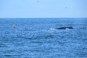 Sea Goddess Whale Watching