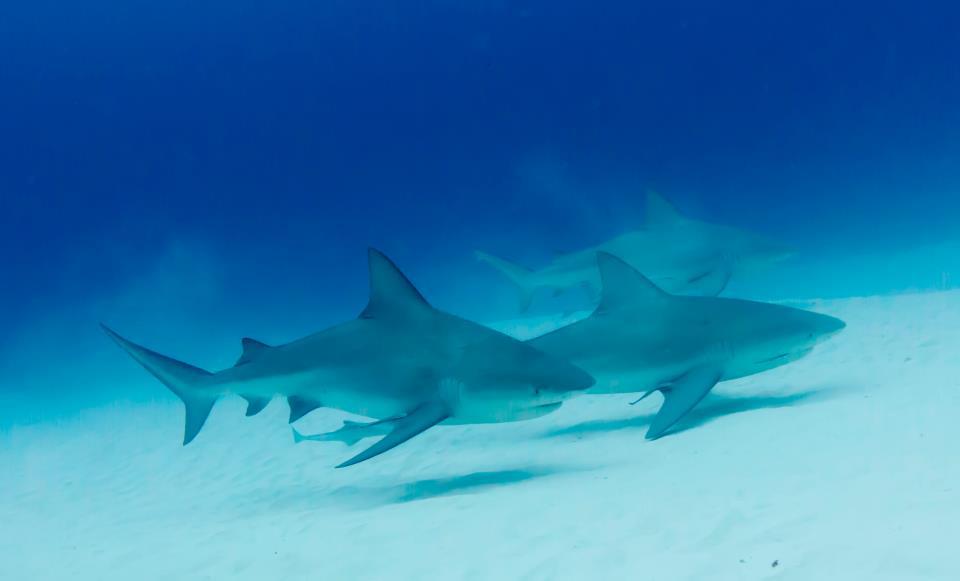 Bull Sharks Diving Center