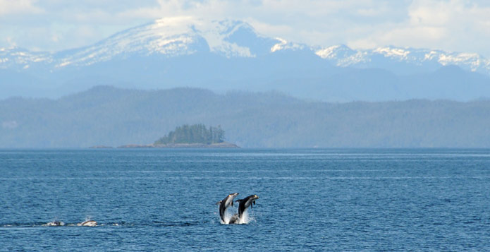 Stubbs Island Whale Watching