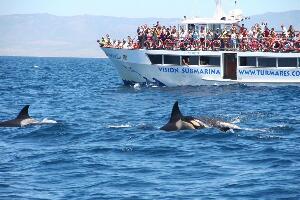 Whale Watch Tarifa