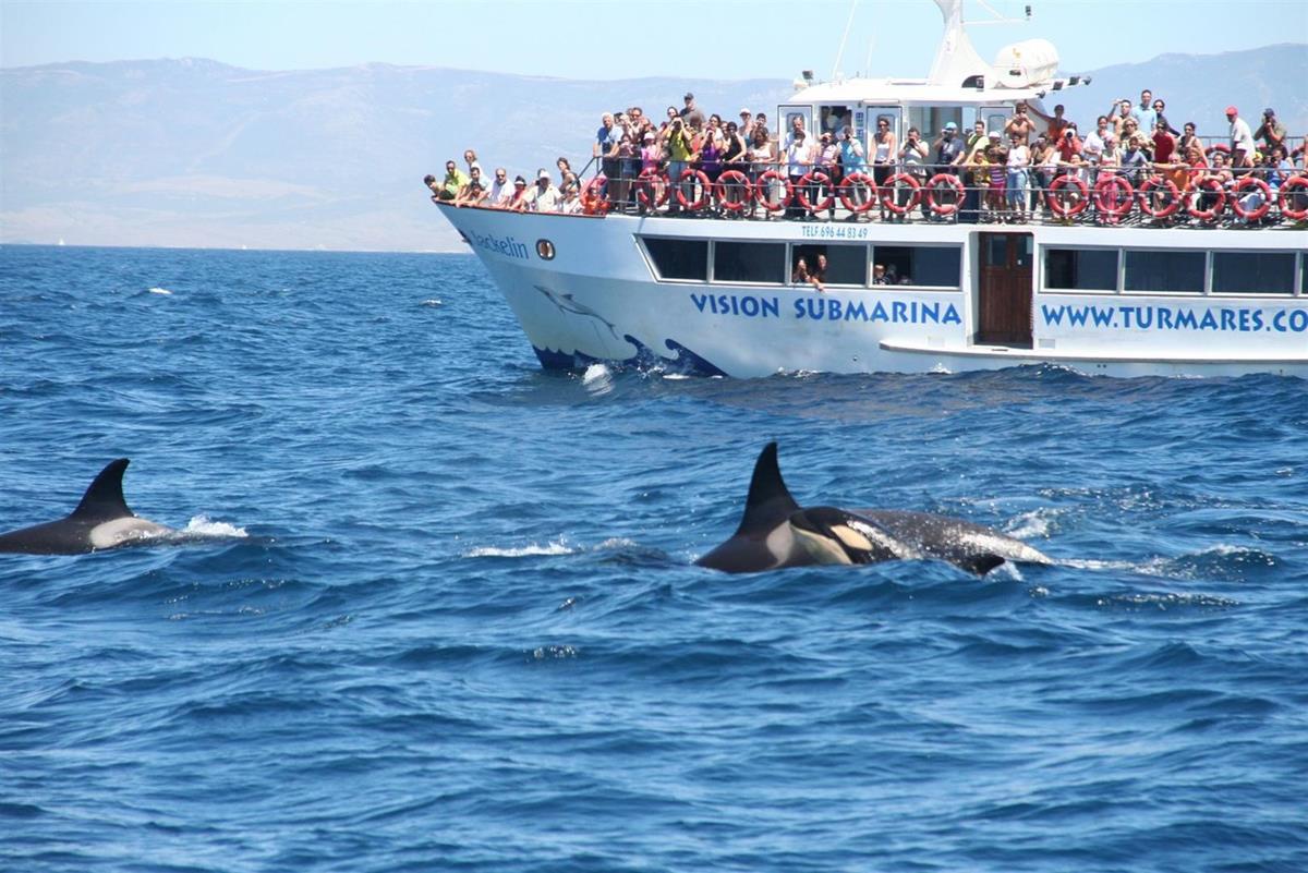Whale Watch Tarifa