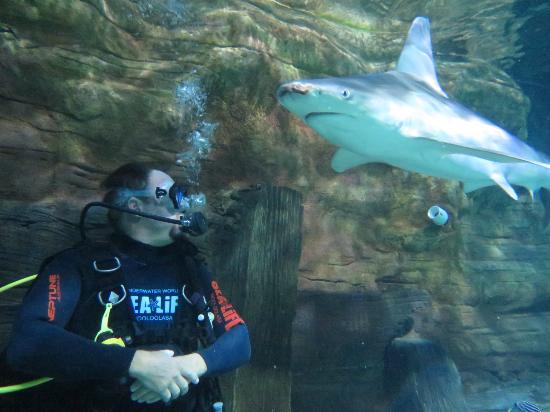 Shark Dive Mooloolaba