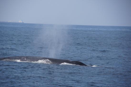 Whale Watching Danushka