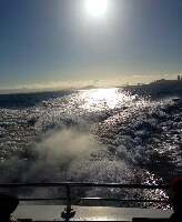 SF Bay Whale Watching