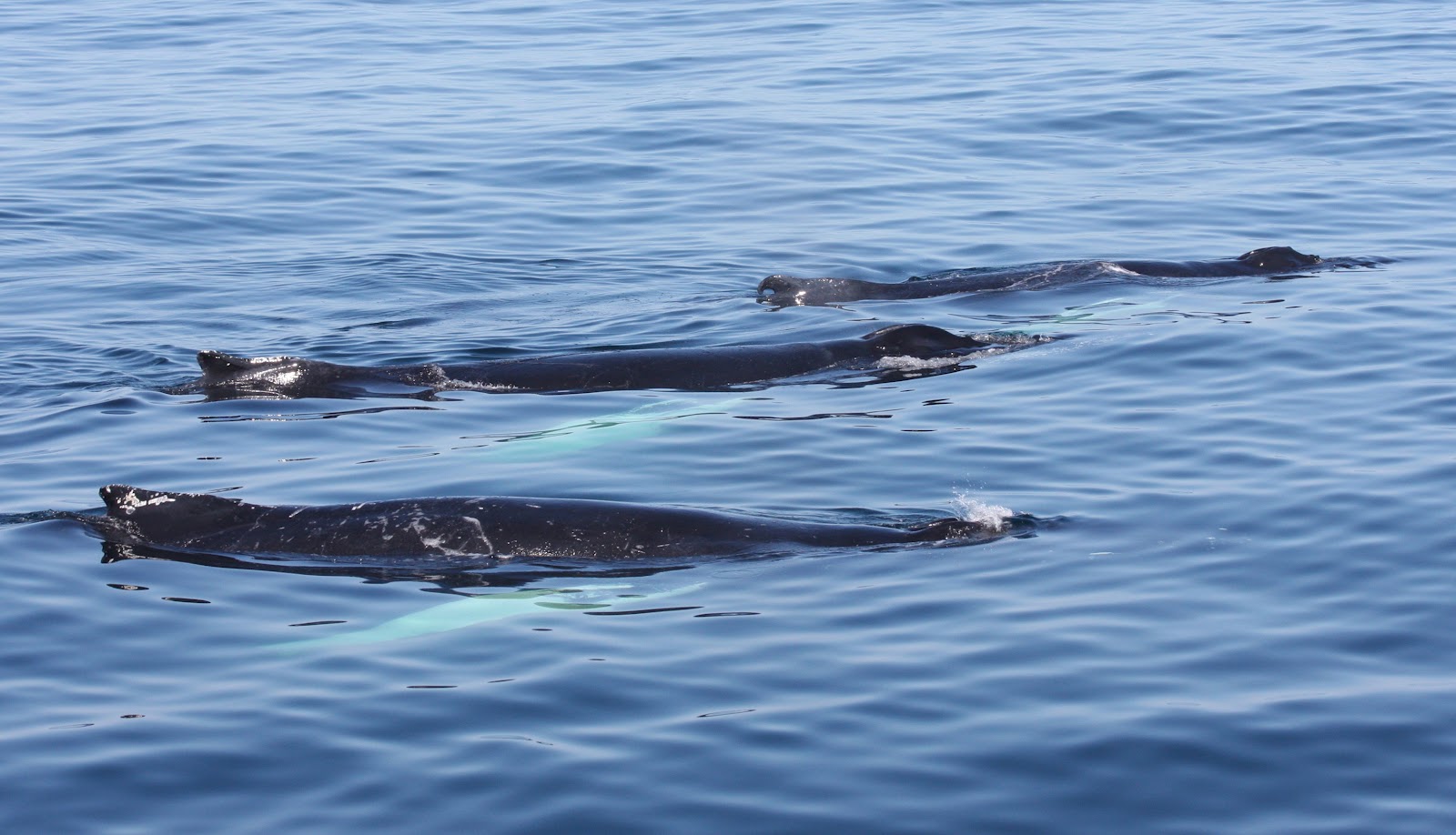 Granite State Whale Watch