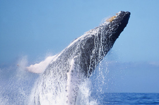 Ocean Friendly Whale Watching Tours