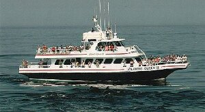 Atlantic Whale Watch