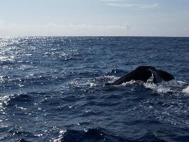 MobyDick Tours - Whales and Dolphins Watching