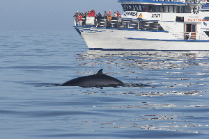 Whale Watching Reykjavik - Special Tours