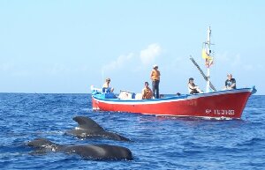 Oceano Whale Watching La Gomera