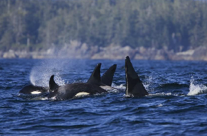 Cheticamp Canada Cruise