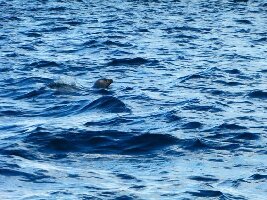 Lunenburg Whale Watching Tours