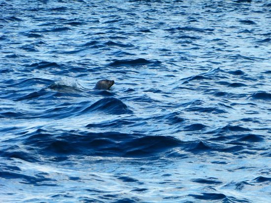 Lunenburg Whale Watching Tours