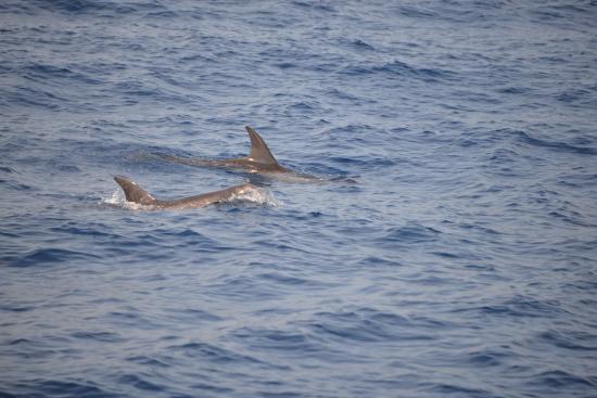 Whale Watching Mirissa with Geeth