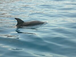 Flipper Uno Whale Watching Excursions
