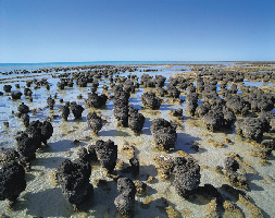 Stromatolites of Shark Bay
