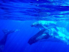 Whale Discoveries