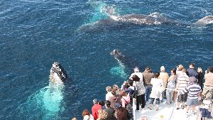 Spirit of Gold Coast Whale Watching