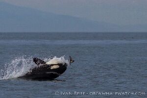 Western Prince Whale and Wildlife Tours
