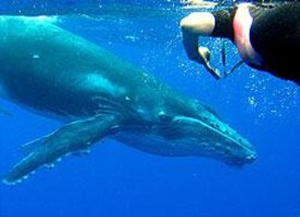 Whales in the Wild