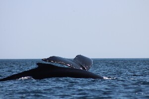 Sea of Whales Adventures