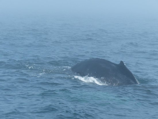 Mariner Cruises Whale and Seabird Tours