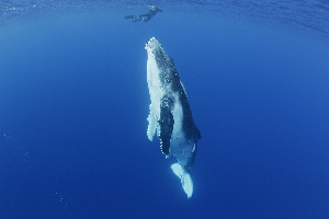 Majestic Whale Encounters